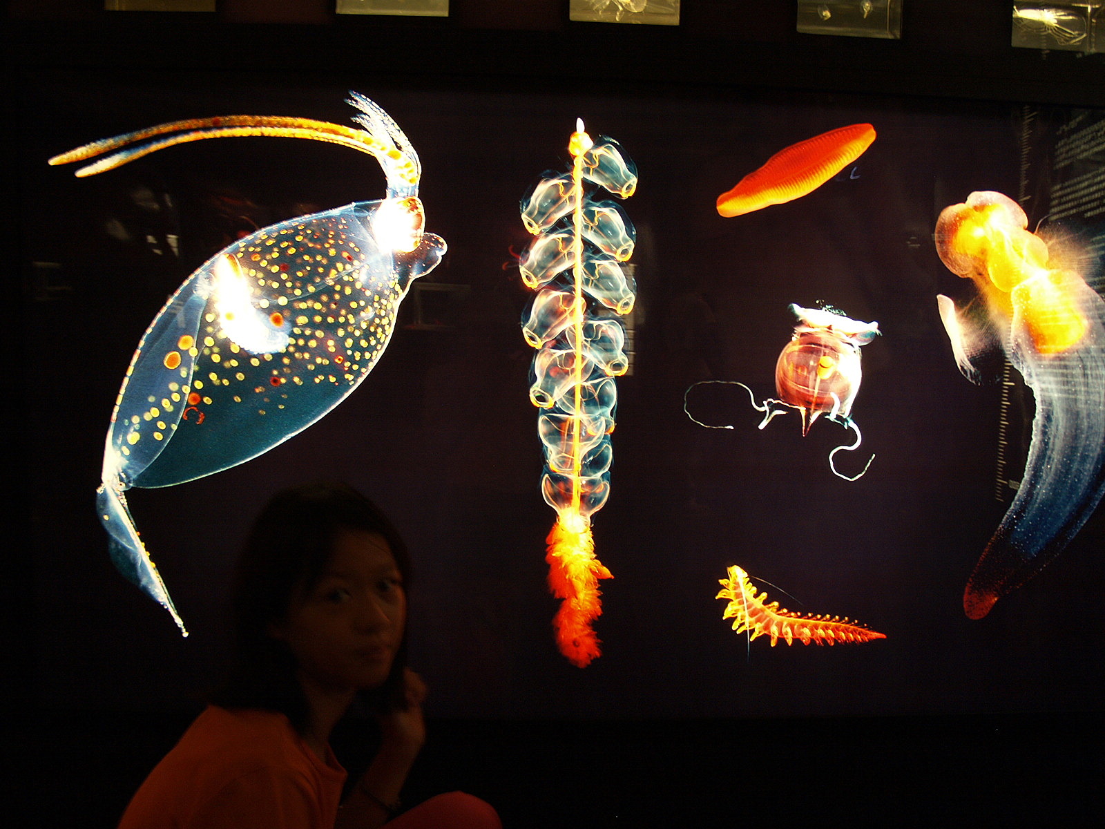 深海的奇特生物