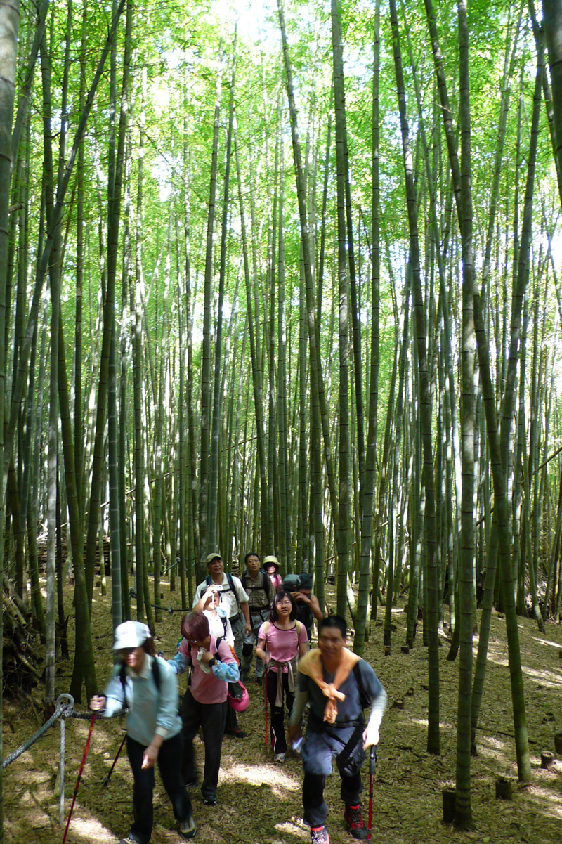 山路穿過翠綠?盛的孟宗竹林