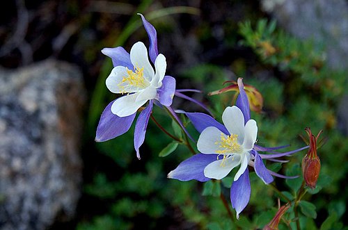 Blue Columbine(科羅拉多州州花)