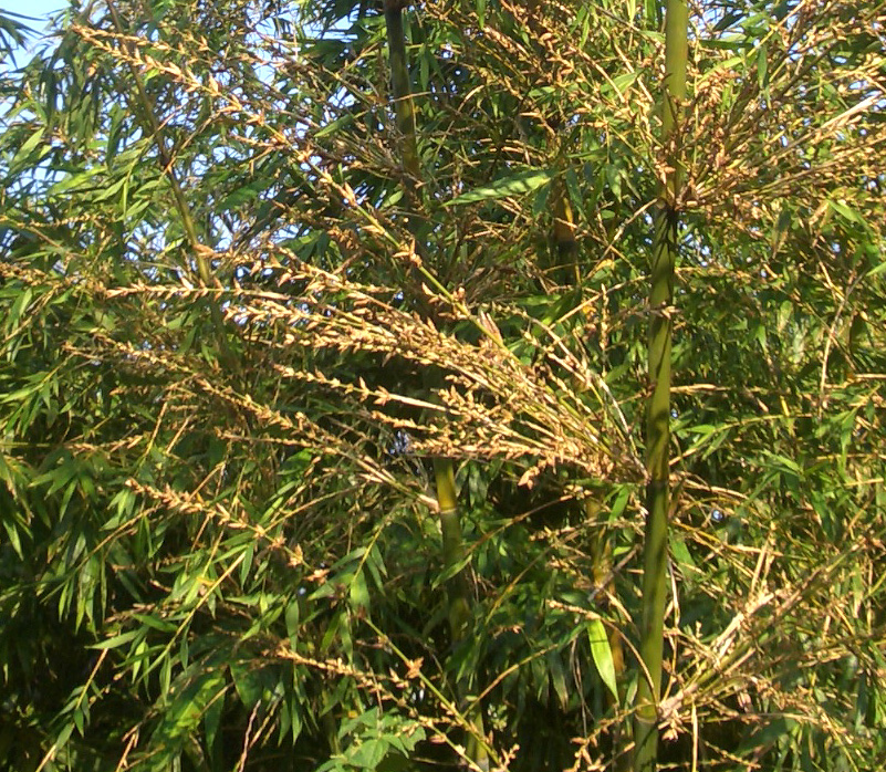 竹子開花, 形如稻穗
