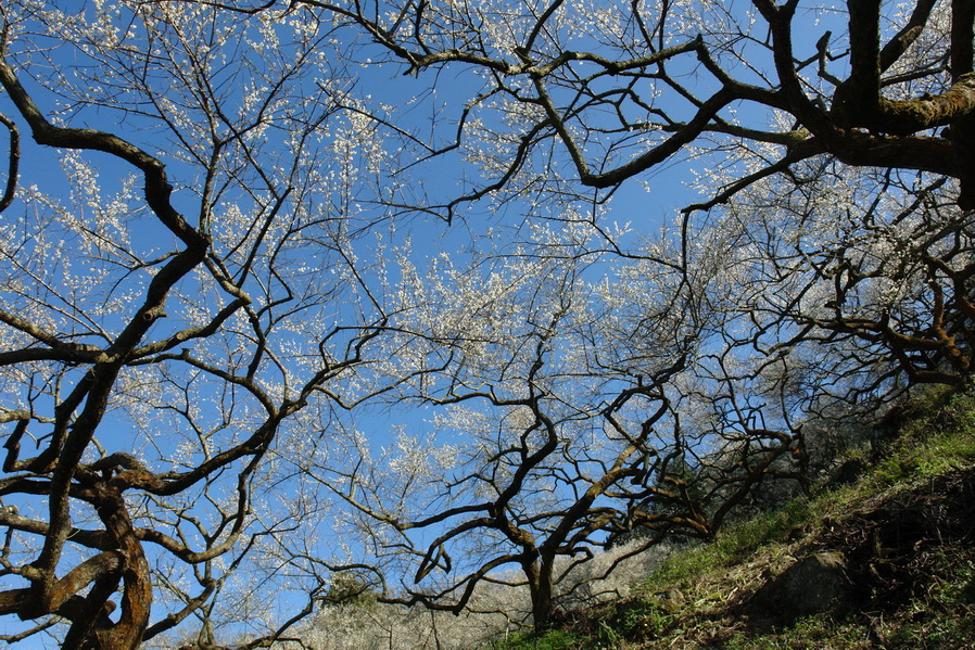再來一個老梅藍天