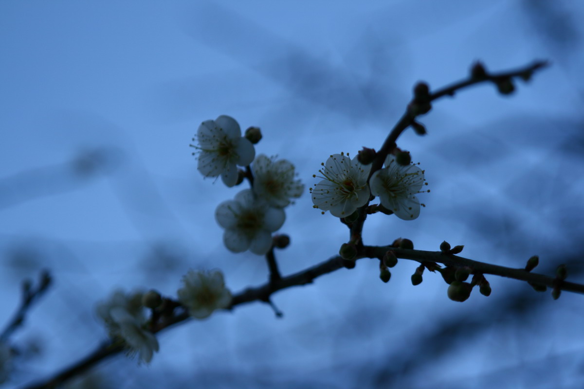 寒冷的梅花