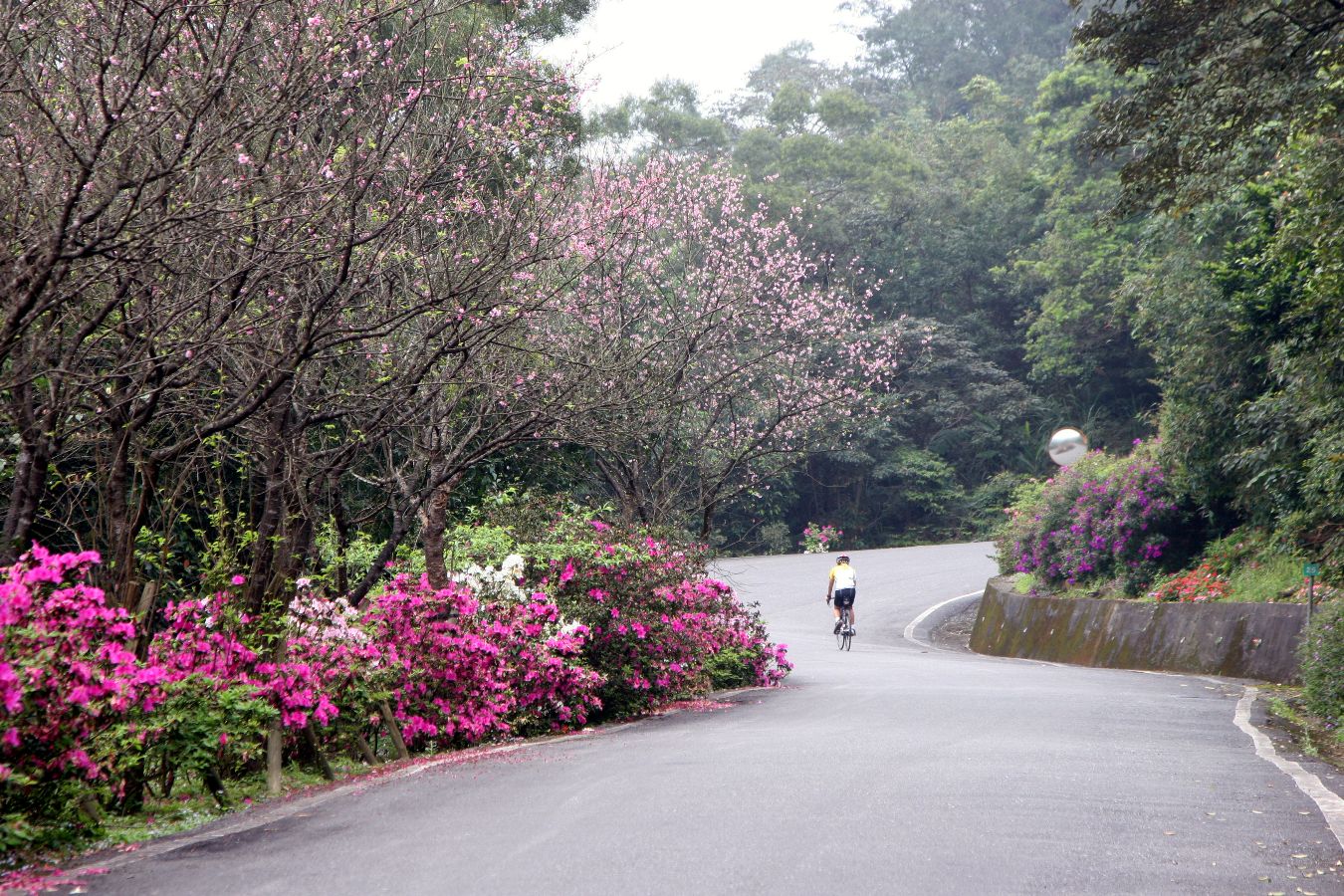 雙泰產業道路--盛開爭妍的櫻花與杜鵑!!