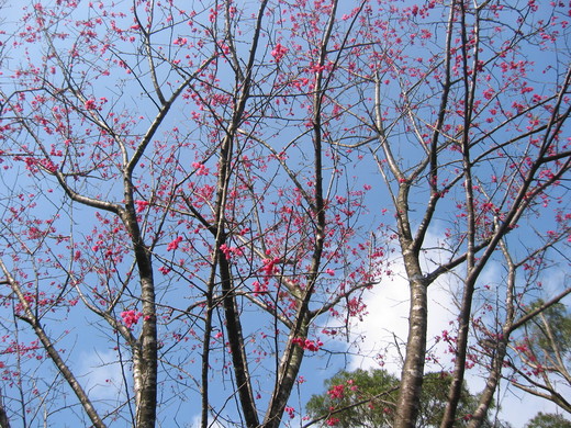 櫻花-1