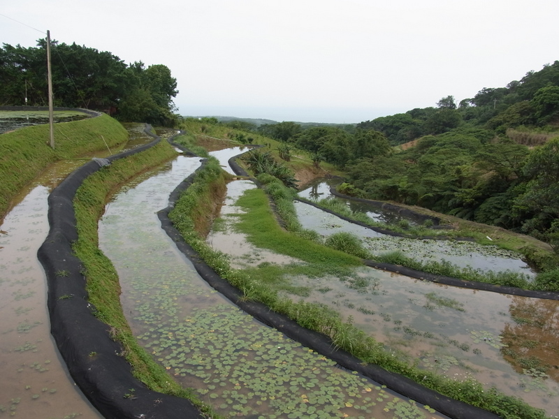 橫山村的水蓮梯田