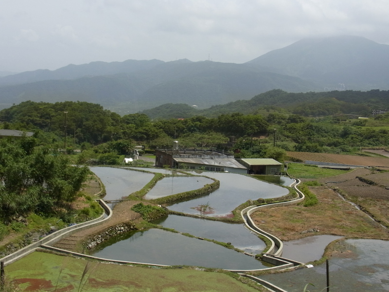 倒照湖的梯田