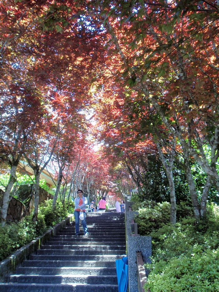 紫葉槭染紅的太平山莊