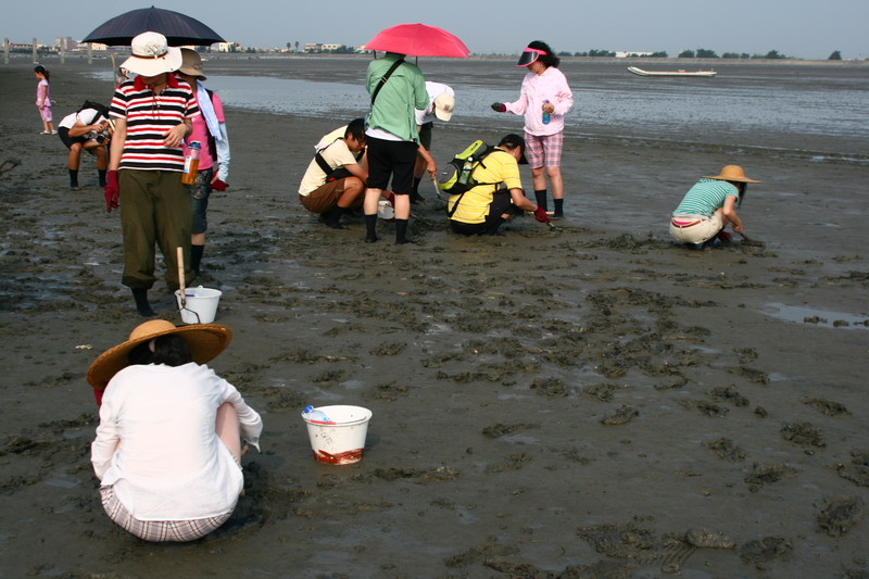 開始挖蛤蠣囉，泥濘越厚蛤啊越肥