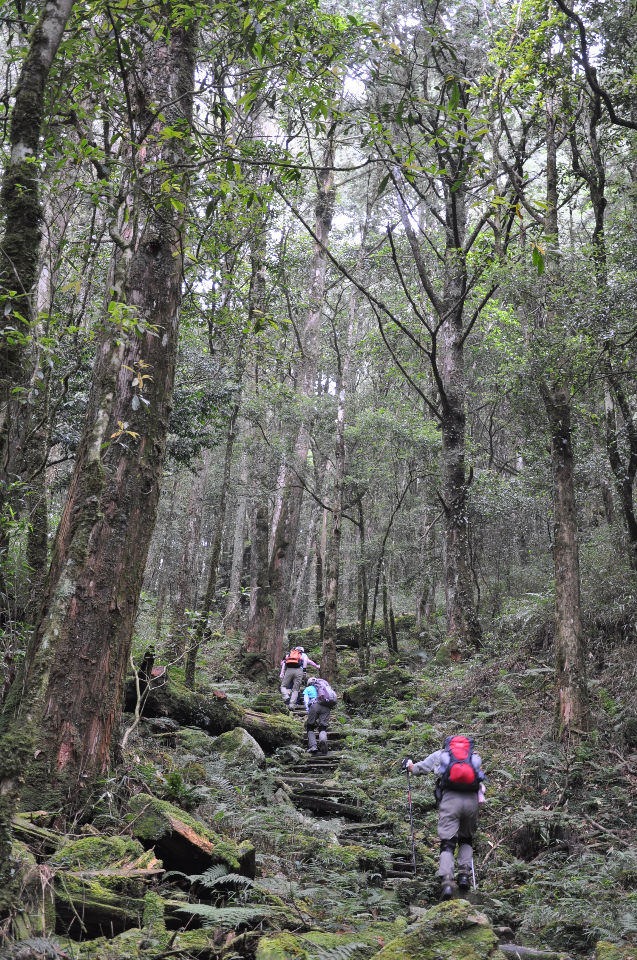 林相蓊鬱路陡峭