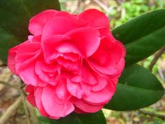 山茶花。