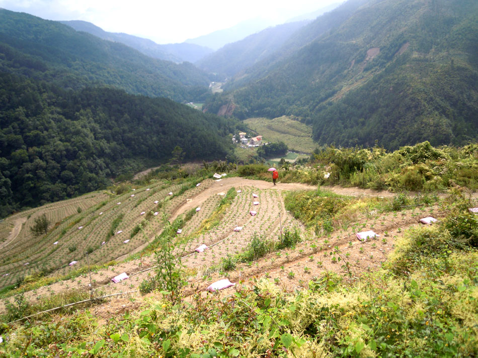 下山出勝光, 有許多菜圃.