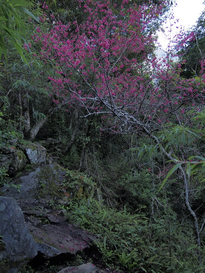 沿途的山櫻花已經盛開