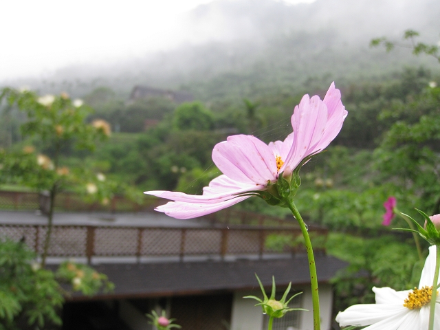 紐澳華之晨,有雨滴和蜘蛛網的cosmos.