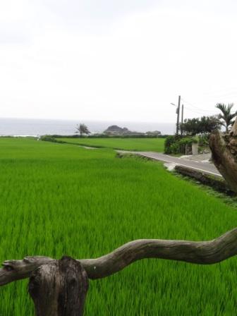 10莎娃綠岸─秀姑巒溪出海口，海水混濁之處