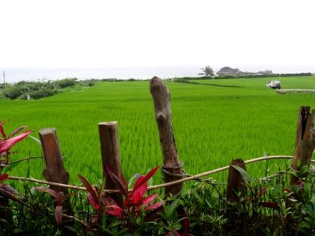 11莎娃綠岸─山、海&油綠的秧苗→人間桃花源