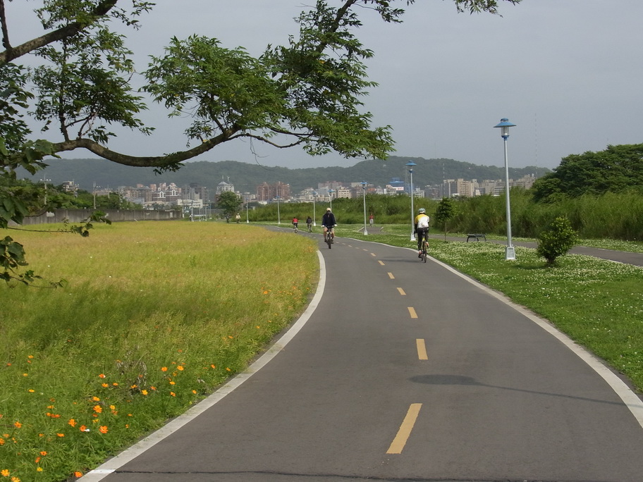 雙溪自行車道 - 路旁菊花遍開