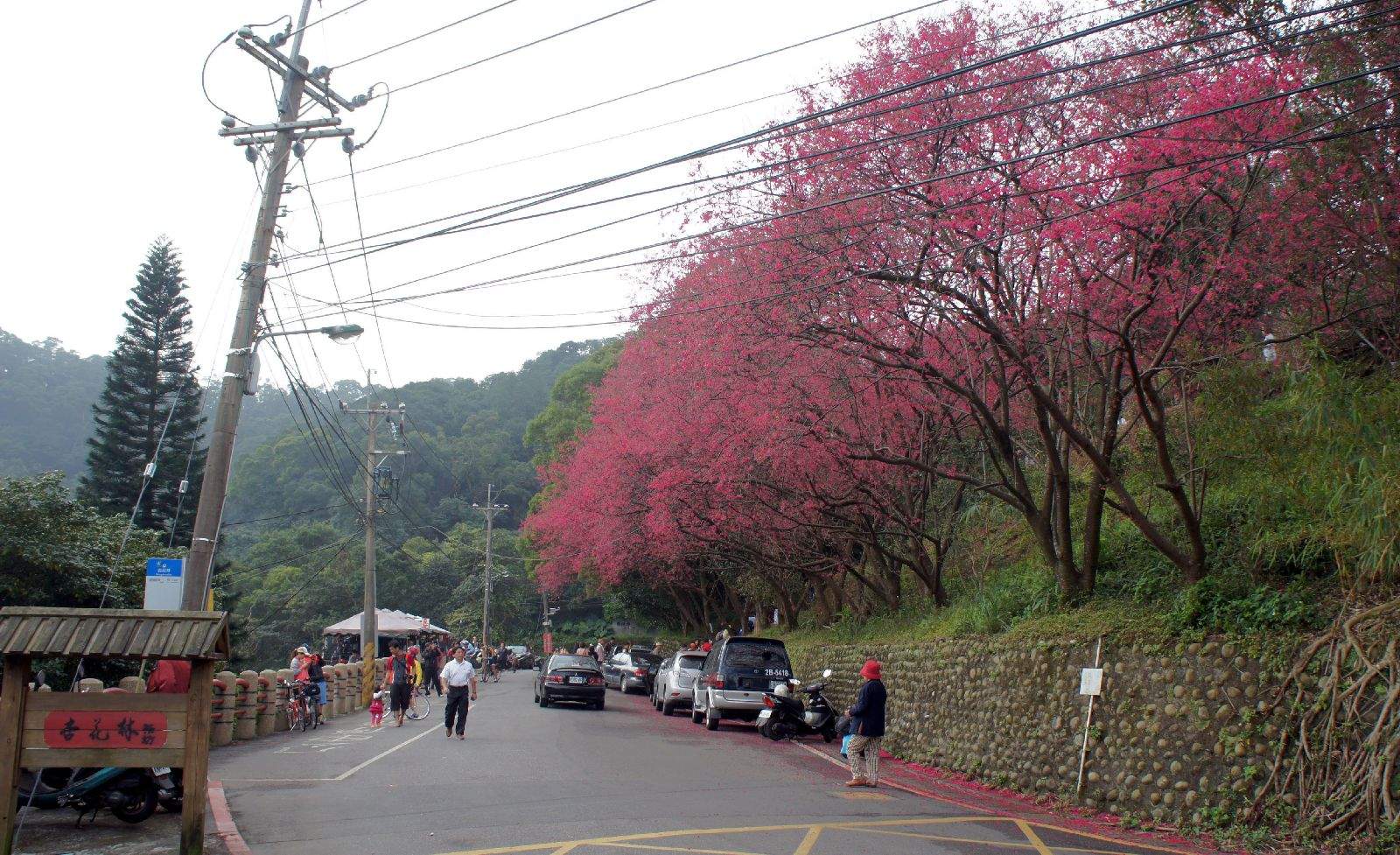從杏花林路邊已可見櫻花盛開