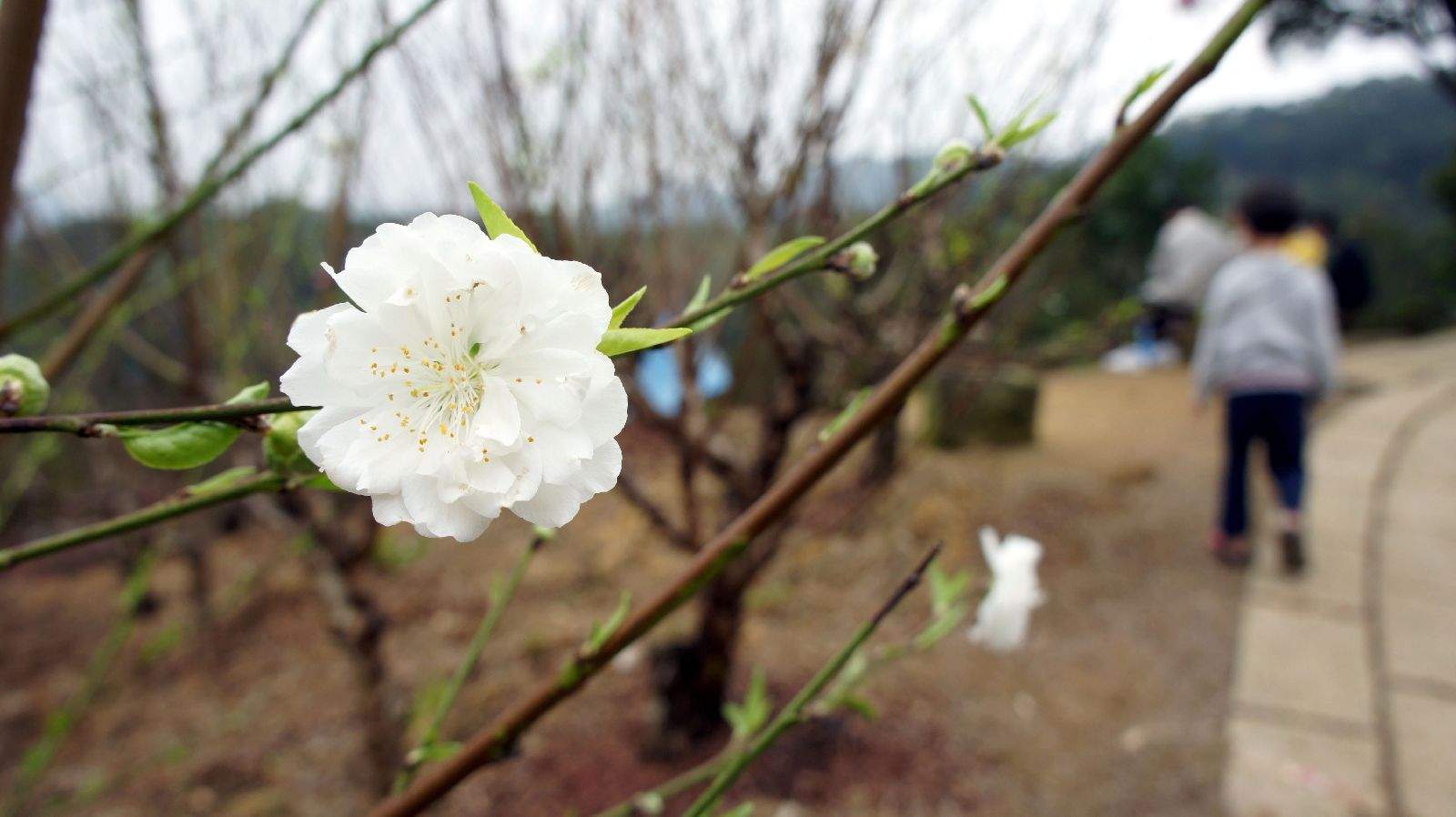 白杏