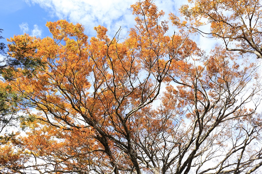 山毛櫸