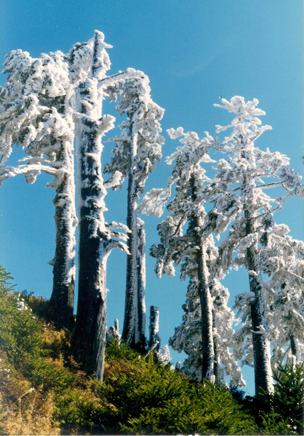 南湖審馬陣山坡的怪異景觀: 通常的情況是地面有雪. 樹上沒雪, 而此地是草坡無雪. 但高大豎立的冷杉結滿冰(霧淞)