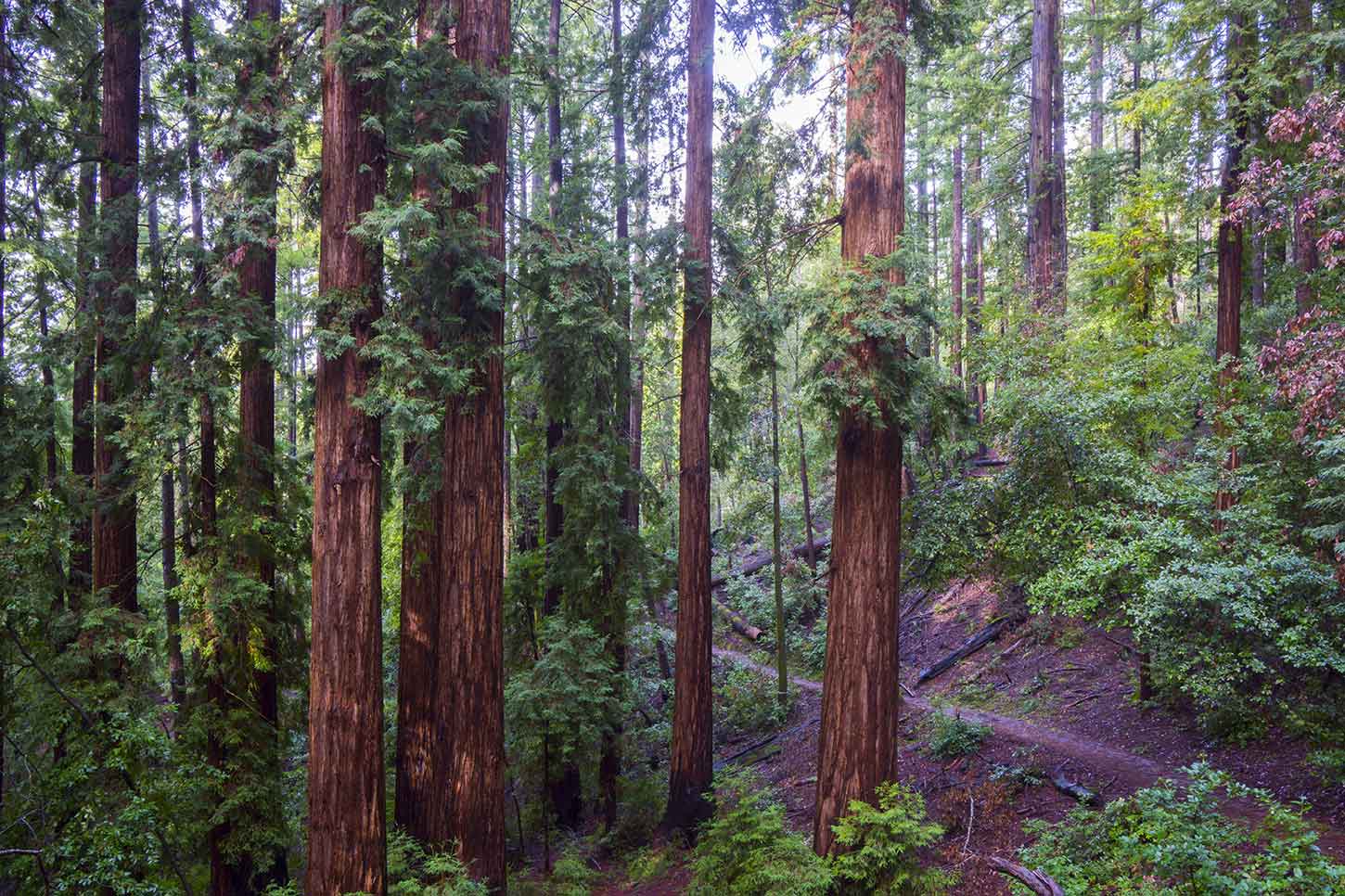 red wood