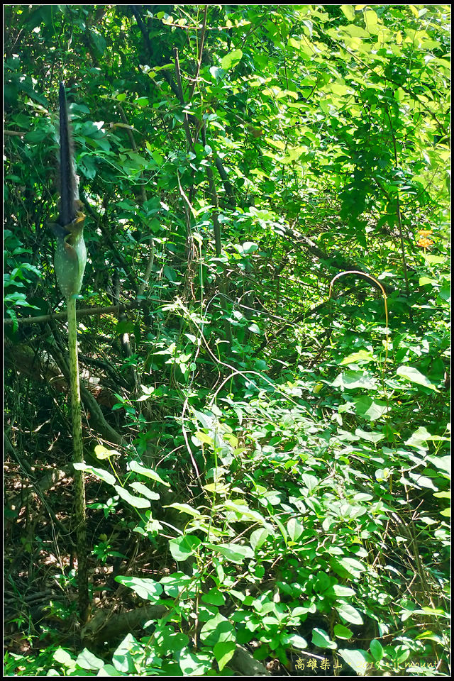 登北柴山前, 遇到 <密毛魔芋> 的花開