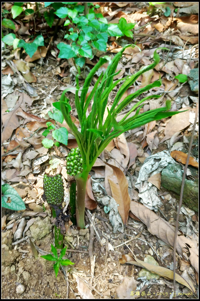 而之前看到的, 開過花的 <台灣魔芋> , 也結了可愛的漿果
