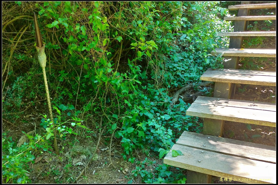 這幾天在北柴山前, 棧道旁的 <密毛魔芋>, 因缺乏雨水滋潤, 只有半人高而已.