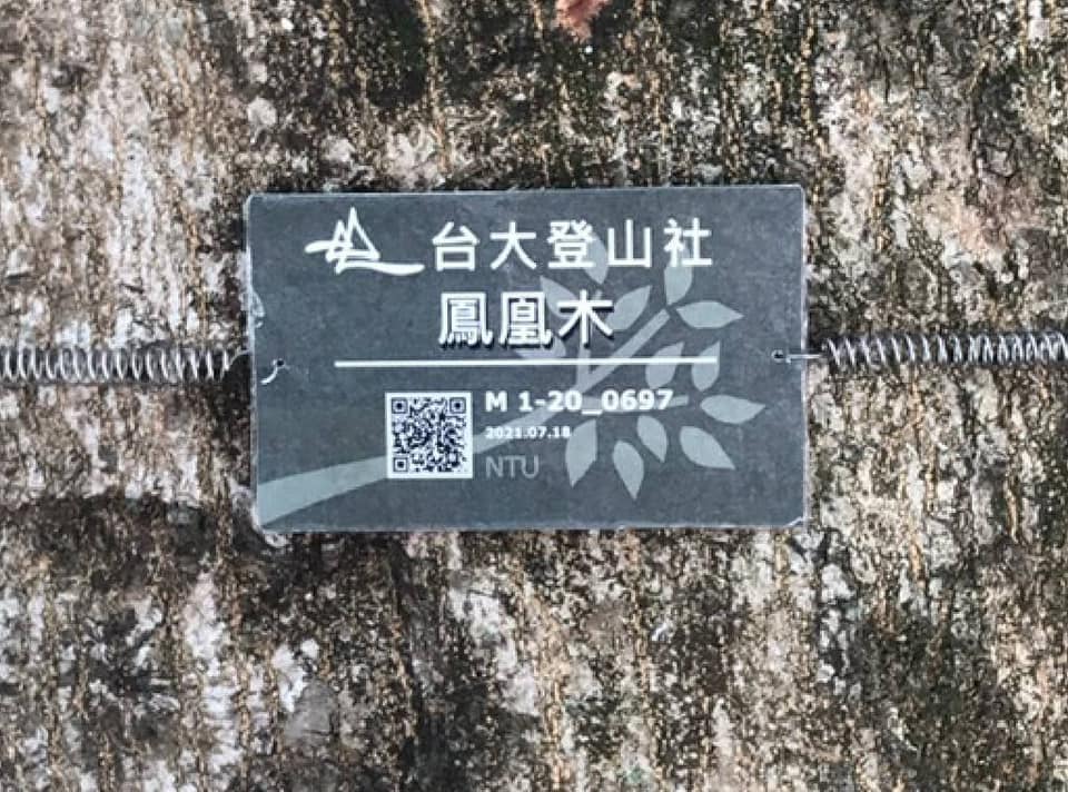 鳳凰木