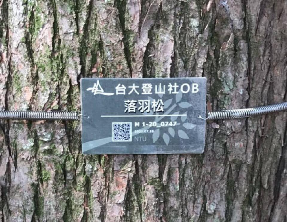 落雨松