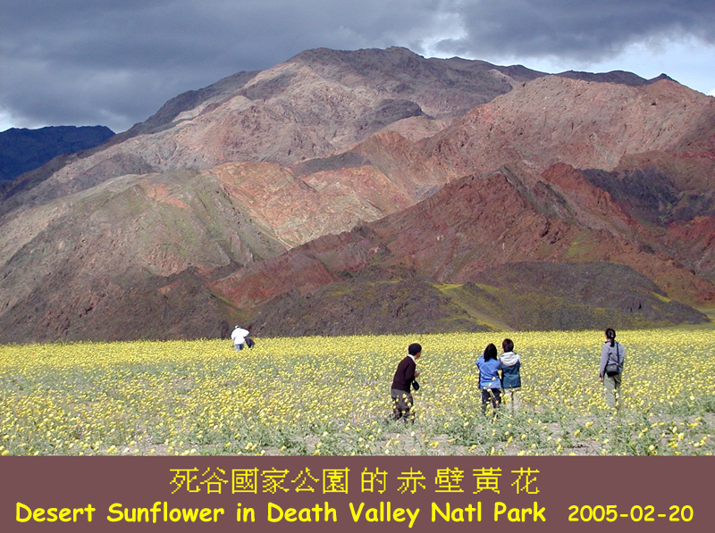 過 Ashford Mill 轉東，在 Jubilee Pass 之前的沖積扇，鋪了一地的沙漠向日葵 (Courtesy of panweilin)