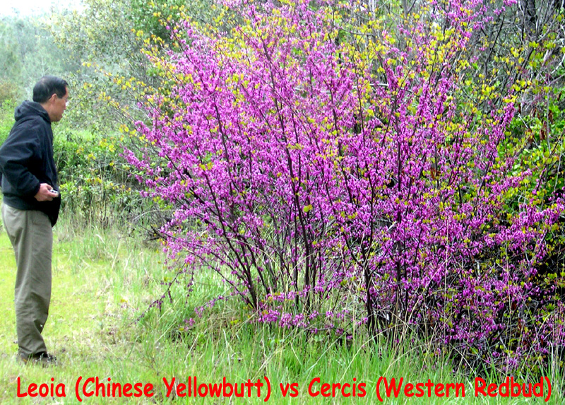 51朱華樂和美國紫荊 Western Redbuds