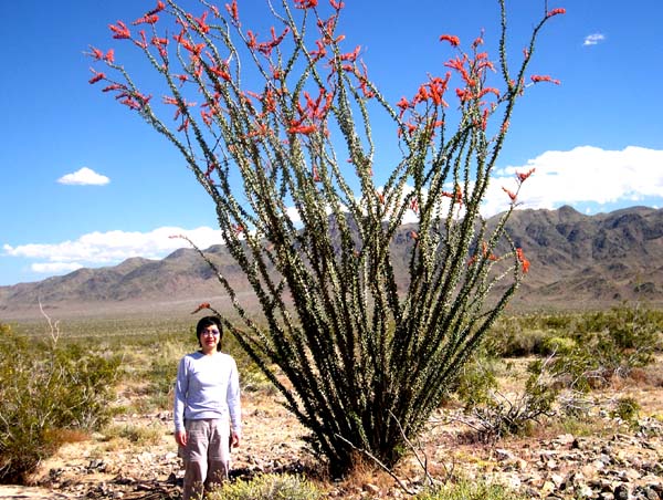 藍天、刺樹、紅花、靘女 Girl by Blooming Ocotillo @ Joshua Tree Natl Park