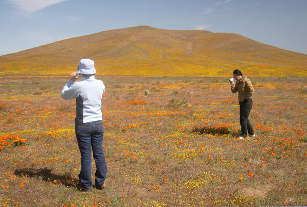 鋪滿野花的 Fairmont Butte, Antelope Valley 
Poppy Reserve