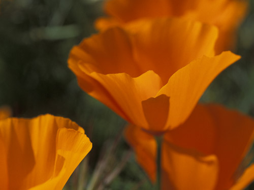 加州罌粟花 California Poppy (Photo by Hsin-ya)