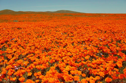 2003 Wildflowers- California Poppy (Photo by Hsin-ya)