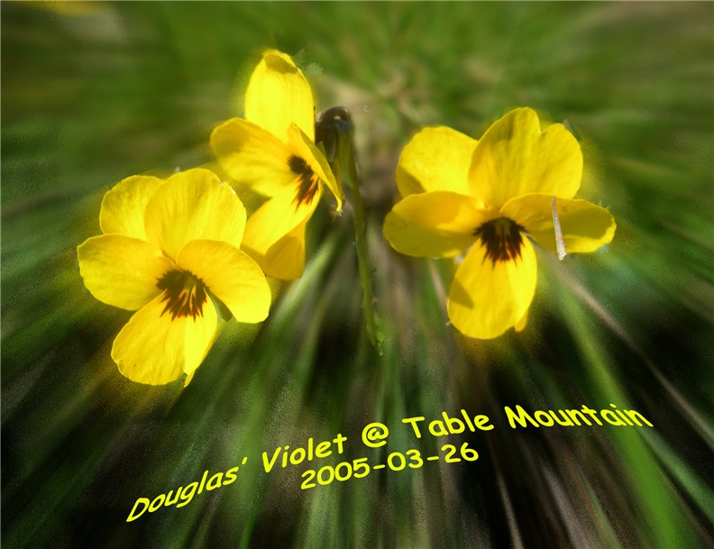 Douglas'Violet