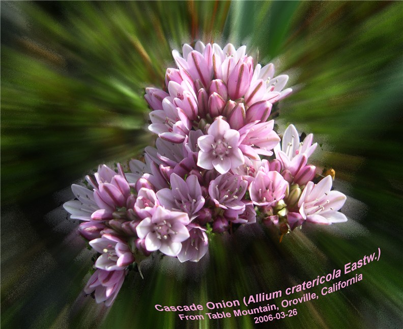 Cascade Onion