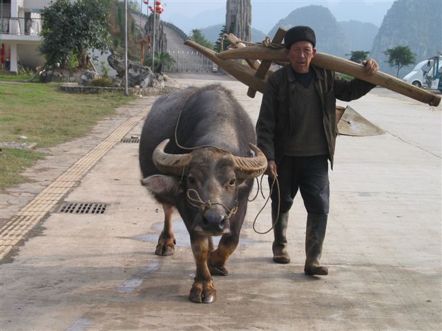 老農與牛