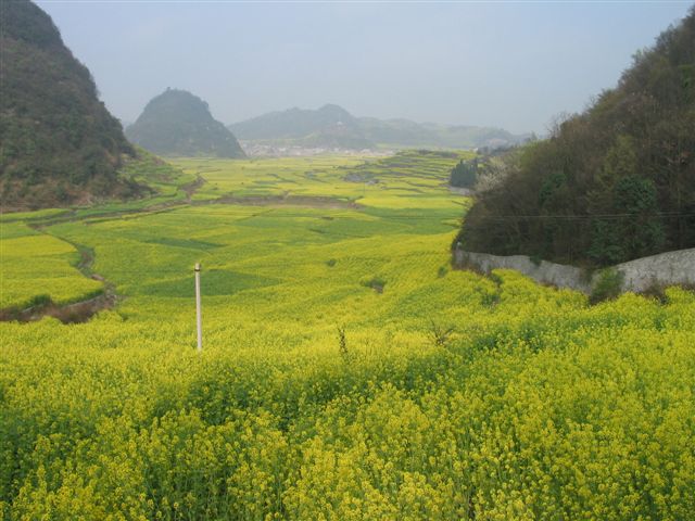 油菜花開