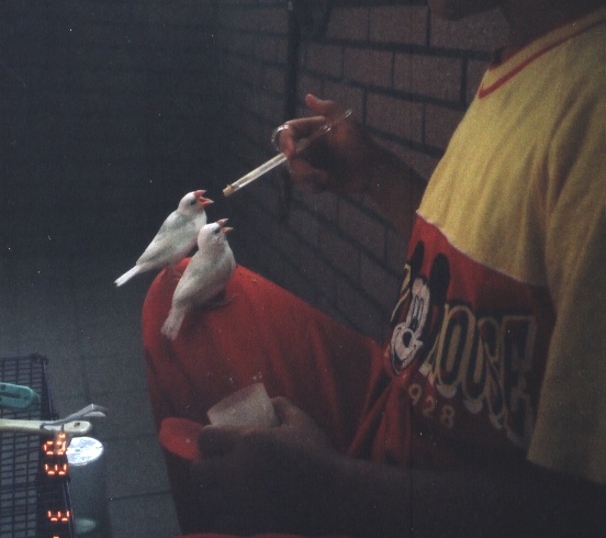 從雛鳥就被養著的小白文鳥，一點也不怕人