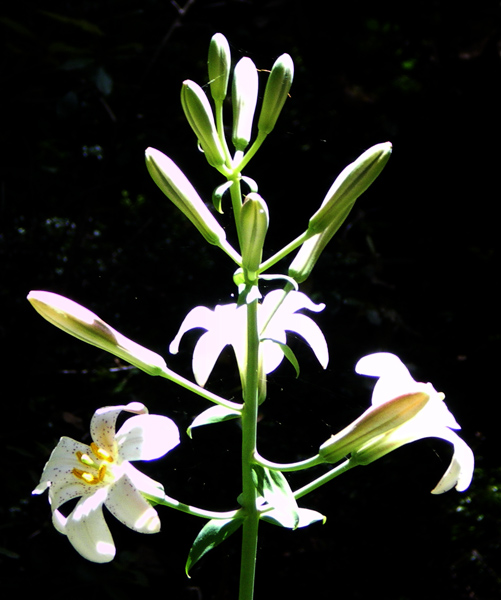 圖1：紅杉百合 Redwood Lily（學名 Lilium rubescens）