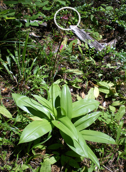 圖6﹕安氏七筋姑（學名 Clintonia andrewsiana）