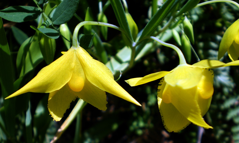 圖8﹕仙女的黃燈籠 Yellow Fairy Lantern