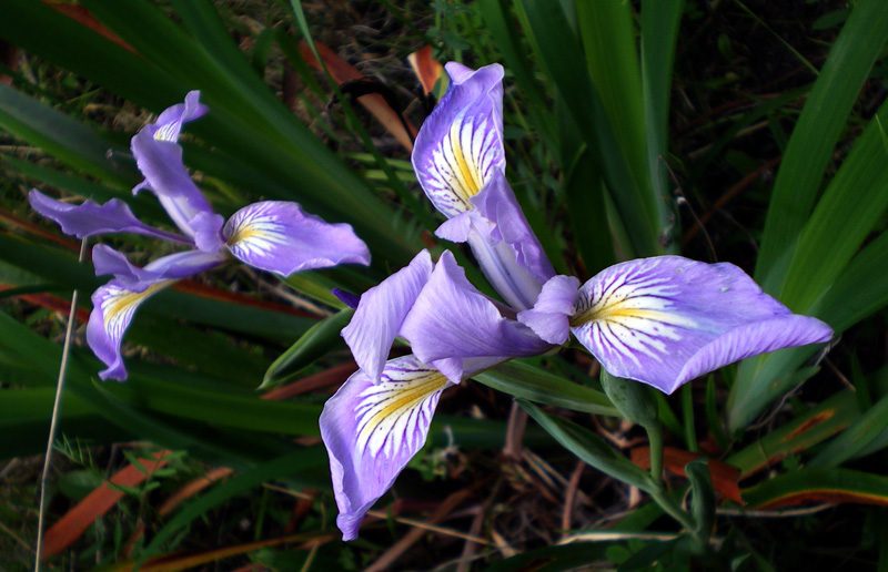 圖10：道格拉斯鳶尾花（學名 Iris douglasii）