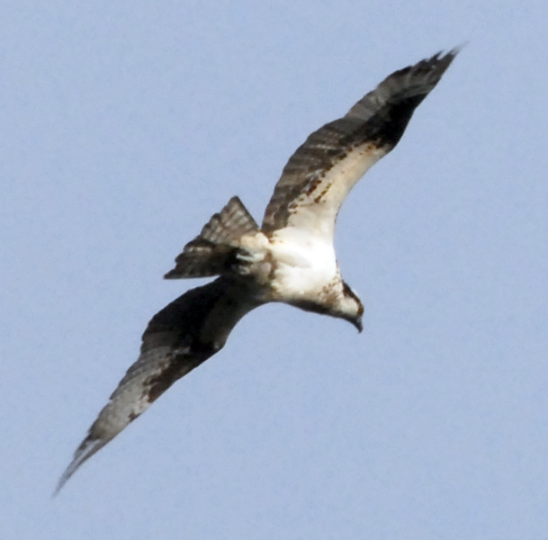 圖12：宏明拍的魚鷹 Osprey