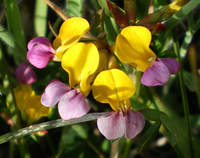 圖16：濱三葉豆 Coast Trefoil
