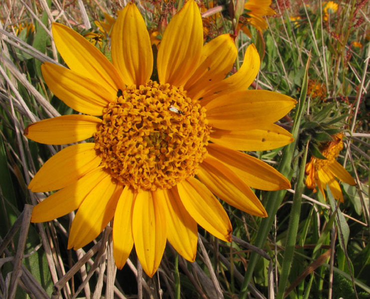圖17：華樂拍的騾子耳朵 Mule Ear