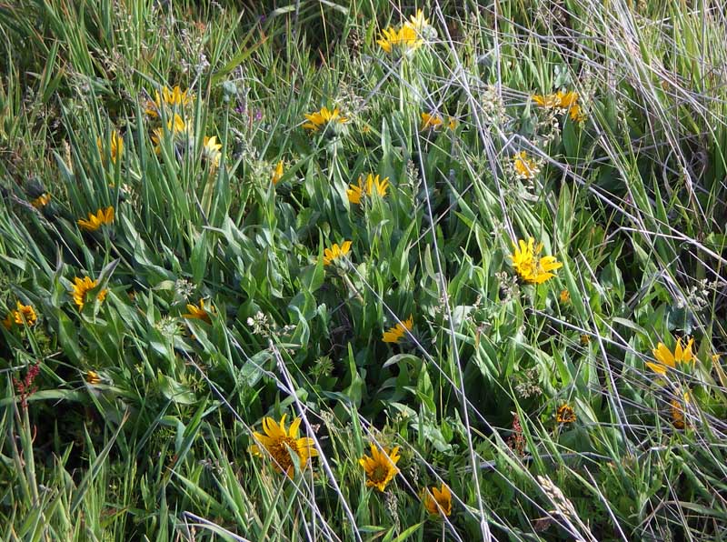 圖18：騾子耳朵 Mule Ear 成片