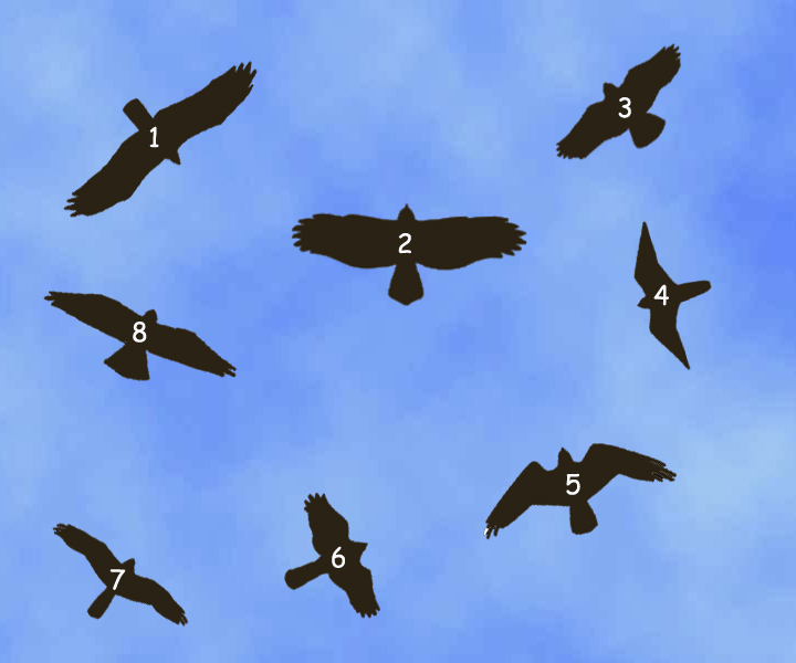 1. 鷲 (Vulture); 2. 雕 (Eagle); 3. 鵟 (Buteo); 4. 隼 (Falcon); 5. 海鷹 (Osprey); 6. (小)鷹 (Accipiter); 7. 鳶 (Kite); 8. 鷂 (Harrier)